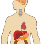 Endocrine system