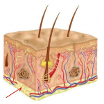 Integumentary system