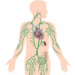 Lymphatic system