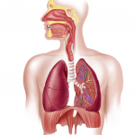 Respiratory system