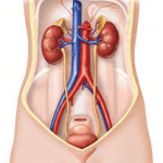 Urinary system